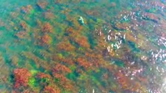 LA BOCANA BCS MEXICO-2022: Small Fish Swimming Among Seaweed in Clear Water