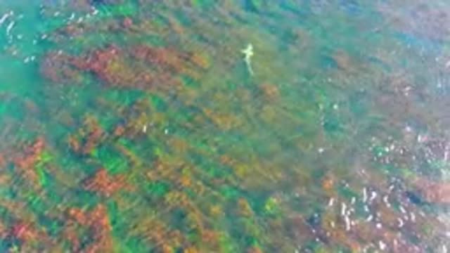 LA BOCANA BCS MEXICO-2022: Fish Swimming Among Seaweed in Clear Shallow Water