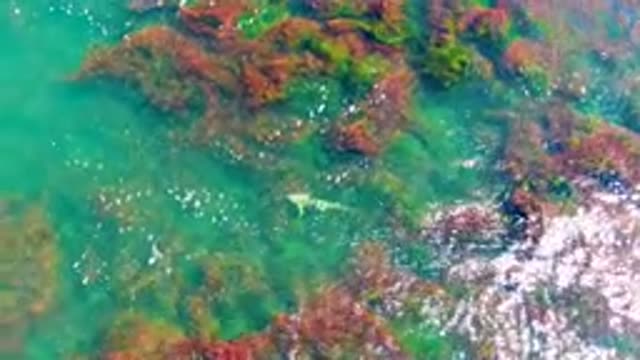 LA BOCANA BCS MEXICO-2022: Underwater Seaweed and Algae in Clear Turquoise Water
