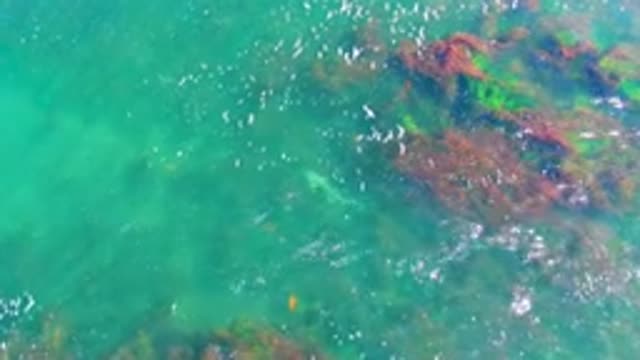 LA BOCANA BCS MEXICO-2022: Overhead View of Fish Swimming Near Seaweed in Clear Water