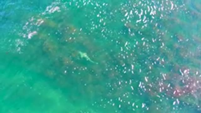 LA BOCANA BCS MEXICO-2022: Ray Swimming in Clear Turquoise Water