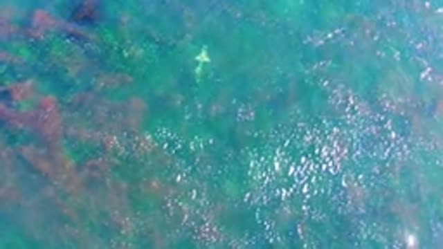 LA BOCANA BCS MEXICO-2022: Fish Swimming in Shallow Clear Ocean Water