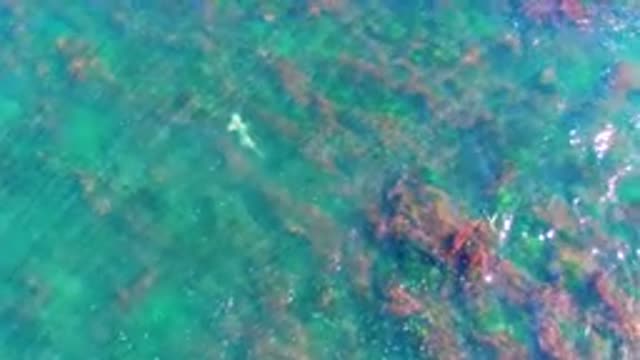 LA BOCANA BCS MEXICO-2022: Small Fish Swimming in Shallow Clear Ocean Water