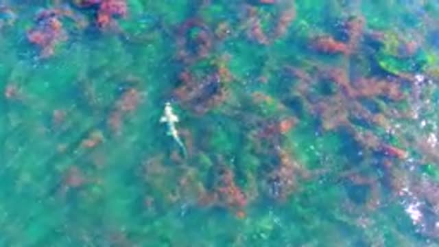LA BOCANA BCS MEXICO-2022: Shark Swimming Through Shallow Seaweed