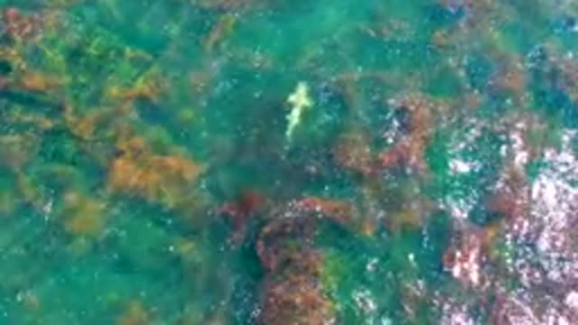 LA BOCANA BCS MEXICO-2022: Shark Swimming in Shallow Turquoise Water with Seaweed
