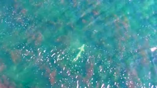 LA BOCANA BCS MEXICO-2022: Small Fish Glides Through Clear Shallow Ocean Water