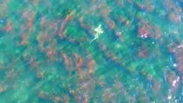 LA BOCANA BCS MEXICO-2022: Underwater Seaweed and Fish Transitioning to Churning Ocean Surface