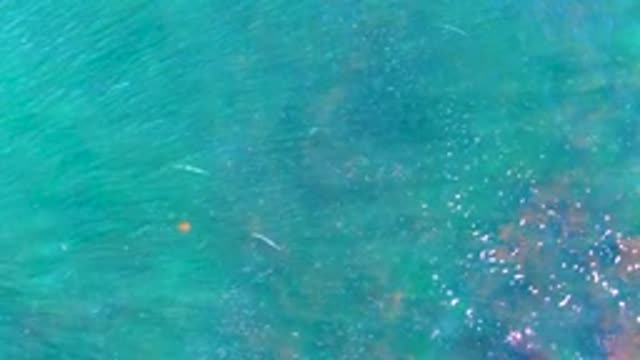 LA BOCANA BCS MEXICO-2022: Small Fish Swimming in Clear Turquoise Water