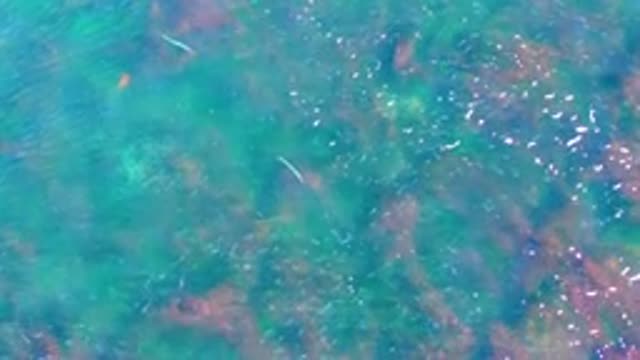 LA BOCANA BCS MEXICO-2022: Small Fish Swimming in Shallow Turquoise Water