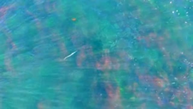 LA BOCANA BCS MEXICO-2022: Small Fish Swimming in Clear Shallow Water