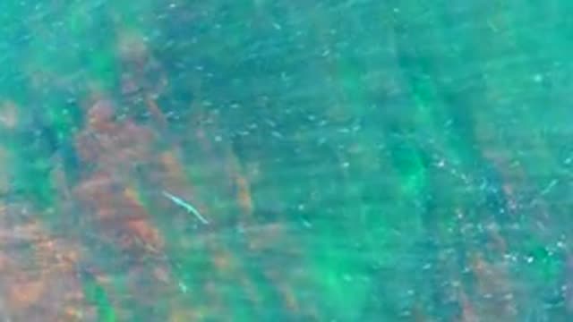 LA BOCANA BCS MEXICO-2022: Small Fish Swimming in Clear Turquoise Ocean Water