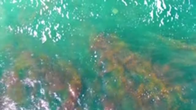 LA BOCANA BCS MEXICO-2022: Swaying Seaweed in Clear Shallow Green Water