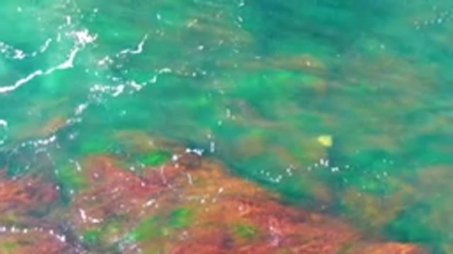 LA BOCANA BCS MEXICO-2022: Shallow Turquoise Water Over Seabed with Yellow Object