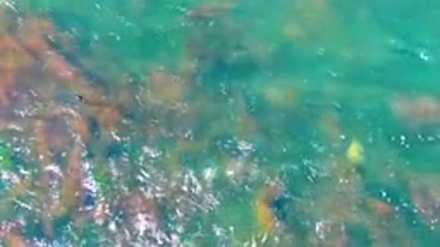LA BOCANA BCS MEXICO-2022: Shallow Clear Water with Moving Seaweed and Algae