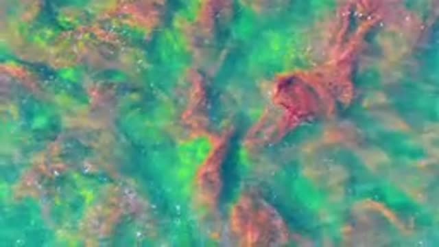 LA BOCANA BCS MEXICO-2022: Underwater Seaweed in Shallow Clear Water