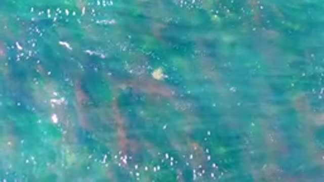 LA BOCANA BCS MEXICO-2022: Shallow Clear Water with Visible Underwater Vegetation