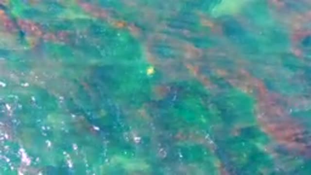 LA BOCANA BCS MEXICO-2022: Clear Shallow Water with Moving Yellow Fish and Rocky Bottom