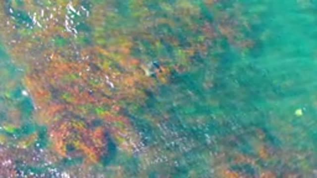 LA BOCANA BCS MEXICO-2022: Sea Turtle Gliding Through Shallow Turquoise Water