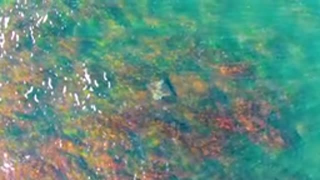LA BOCANA BCS MEXICO-2022: Sea Turtle Swimming over Colorful Coral Seabed