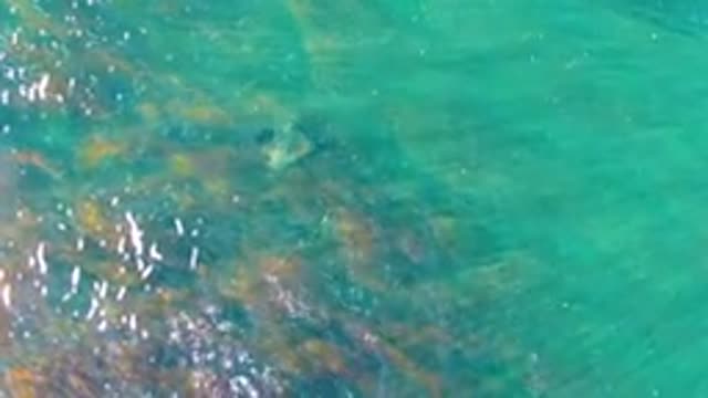 Overhead View of Fish Swimming in Clear Shallow Water