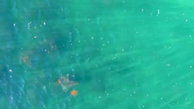 Stingray Swimming in Clear Turquoise Water