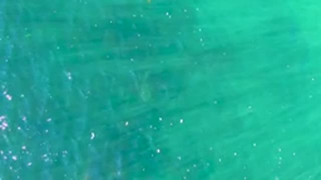 Clear Turquoise Water with Small Fish Swimming