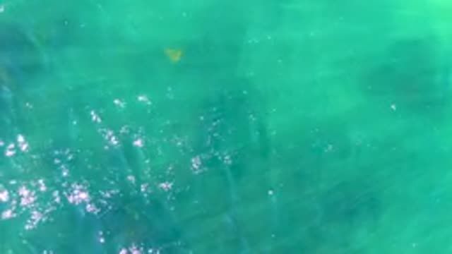 Overhead View of Small Fish in Clear Turquoise Water