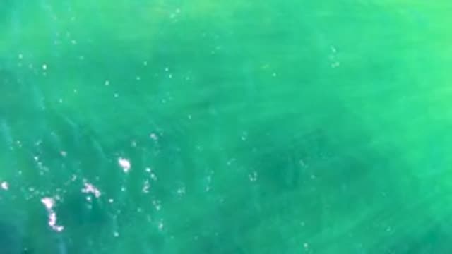 Green Ocean Water with Small Fish Swimming
