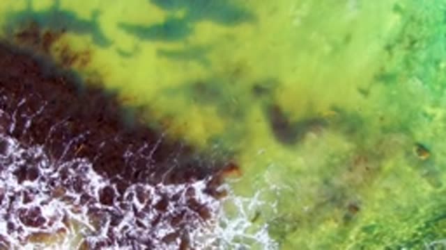 Algae and Foamy Waves in Shallow Coastal Water
