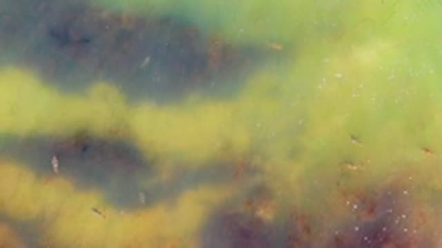 Overhead View of Small Fish Swimming in Algae-covered Water