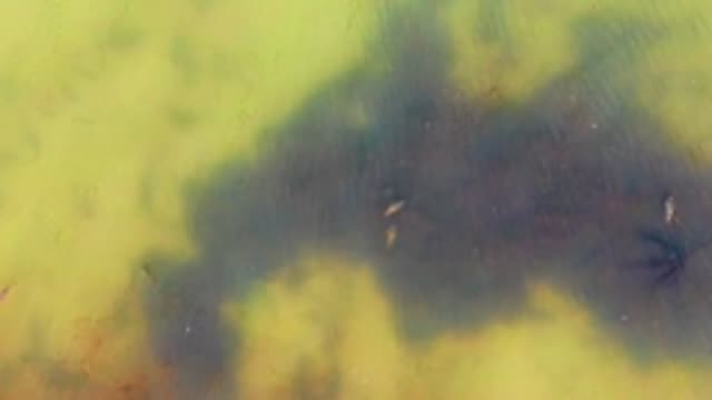 Small Fish Swimming in Shallow Green Water
