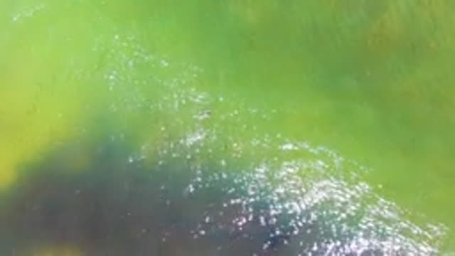 Small Fish Swimming in Shallow Green Water with Shifting Shadows