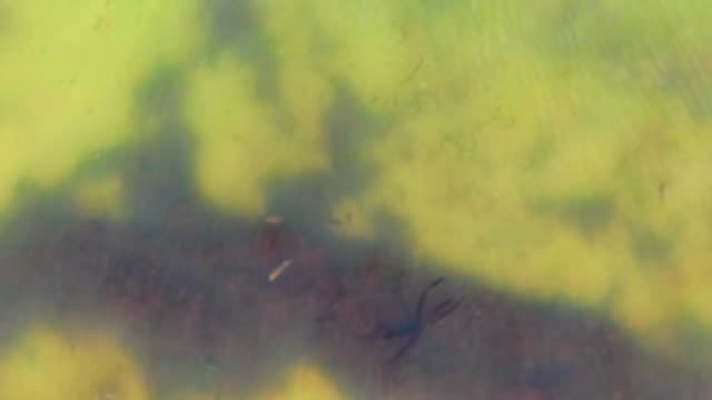 Murky Green Water with Tree Shadows and Aquatic Life