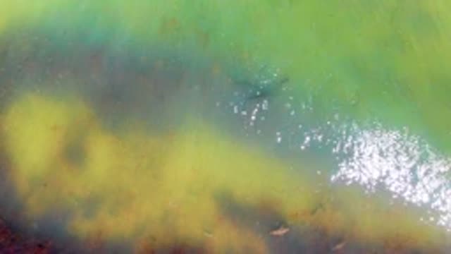 Water Strider Moving on Algae-Covered Water