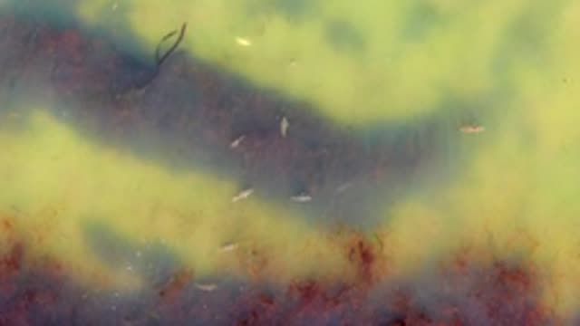 Shallow Algae Water with Small Fish and Turbulent Flow