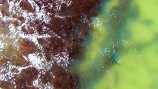 Merging Brown and Green Water in a Shallow Pool