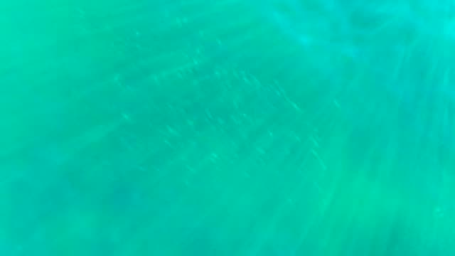 Small Fish School Swimming in Clear Turquoise Ocean Water