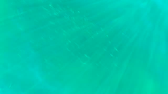 School of Small Fish Swimming in Clear Turquoise Water