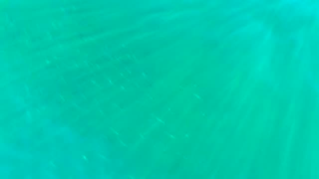 School of Small Fish Swimming in Turquoise Water