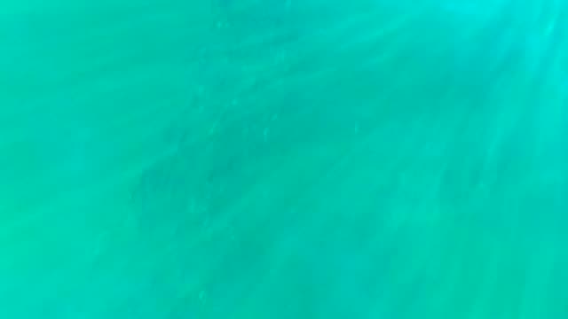 School of Small Fish Swimming in Clear Turquoise Water