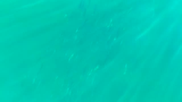 Shimmering Turquoise Ocean Water with Gentle Ripples