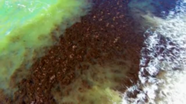 Coastal Water with Algae and Breaking Waves