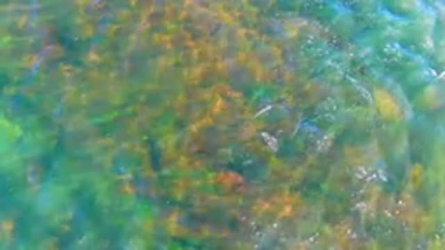 Clear Shallow Water with Fish Swimming Over Rocks