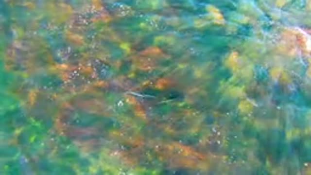 Clear Shallow Water Over Rocky Seabed with Gentle Ripples