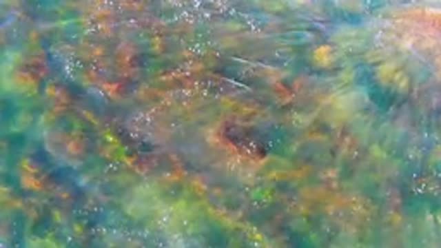 Clear Shallow Water Flowing Over Rocky Stream Bed