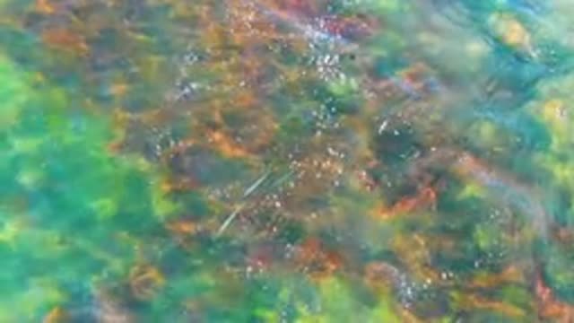 Small Fish Swimming in Shallow Clear Water