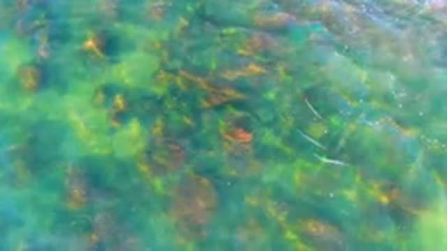 Fish Swimming in Shallow Clear Water Over Rocks
