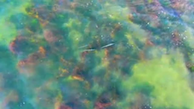 Small Fish Swimming Among Seaweed in Clear Water