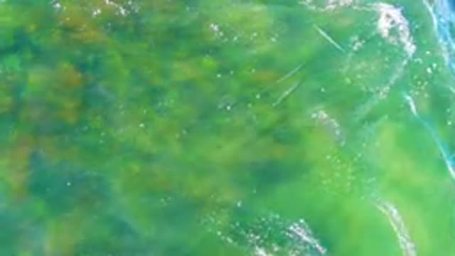 Small Fish Swimming in Shallow Clear Water