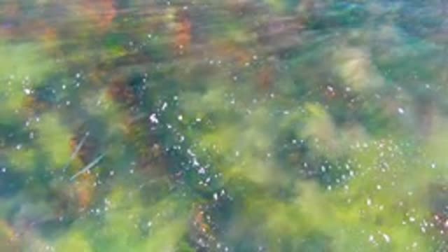 Small Fish Swimming Among Aquatic Plants in Shallow Water